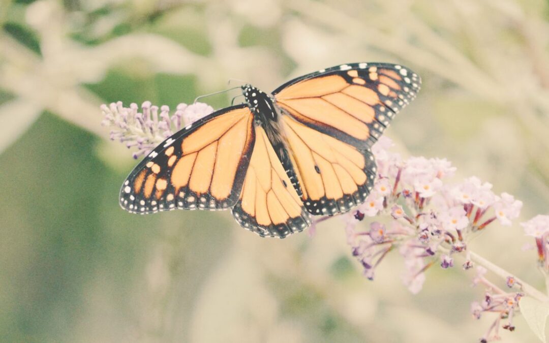 Die Schilddrüse – Der Schmetterling in Dir