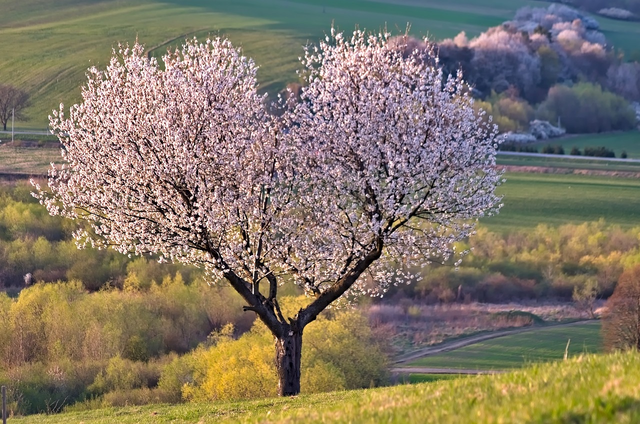 Baum in Herzform